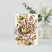 Planten van Pitcher Briefkaart (Staand voorkant)
