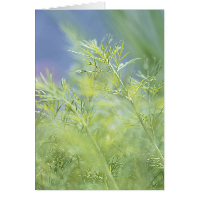 plantes 2813 Herbes (Devant)