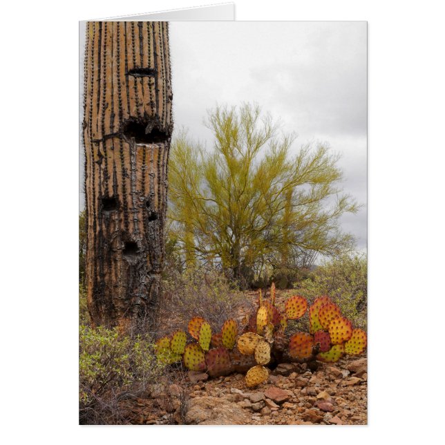 Plantes du désert (Devant)