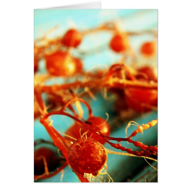 Plantes maritimes (Devant)