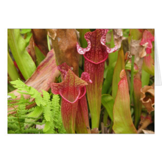 Plantes Pitcher