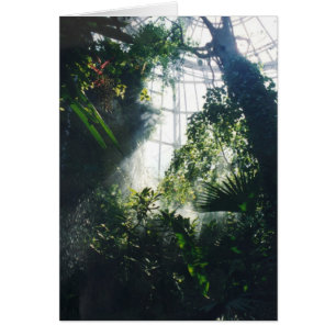 Plantes tropicaux