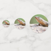 Planthagedis Confetti (Voorkanten)