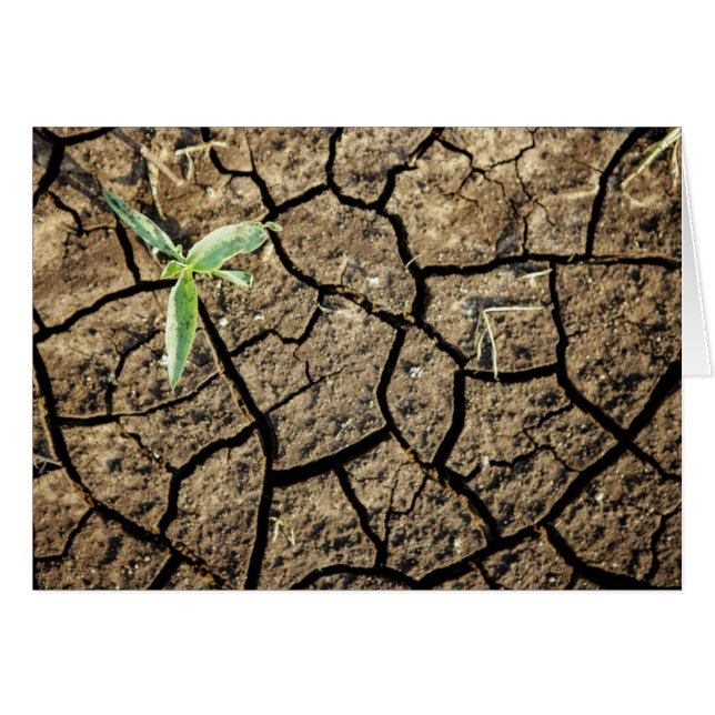 Plantule dans une terre fissurée (Devant horizontal)