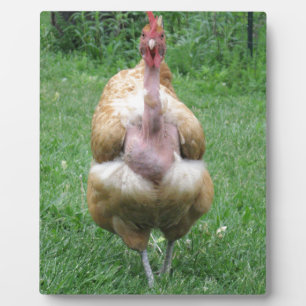Plaque 8"x 10" de Turken Hen
