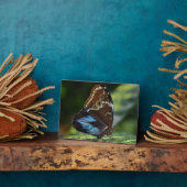 Plaque à papillon Art déco (Côté)