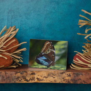 Plaque à papillon Art déco