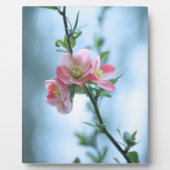 Plaque Apple Blossom #P0365 (Devant)