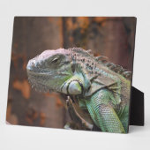 Plaque avec lézard Iguana coloré (Côté)
