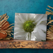 Plaque blanche de chrysanthème (Côté)