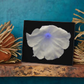 Plaque bleue de Petunia (Côté)