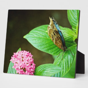 Plaque bleue Morpho 143