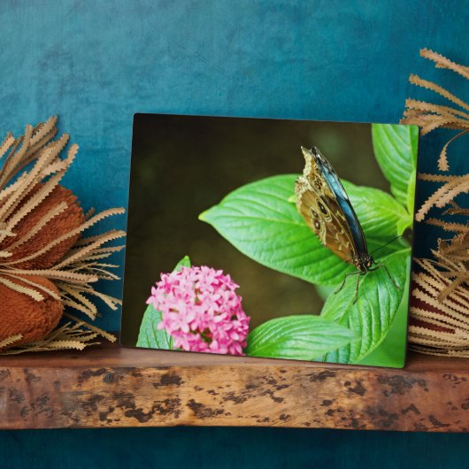 Plaque bleue Morpho 143 (Côté)