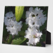 Plaque Bush des Rhododenrons blancs (Côté)