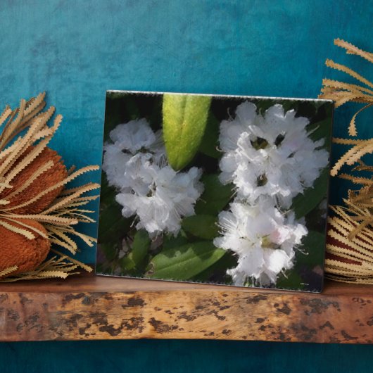 Plaque Bush des Rhododenrons blancs (Côté)