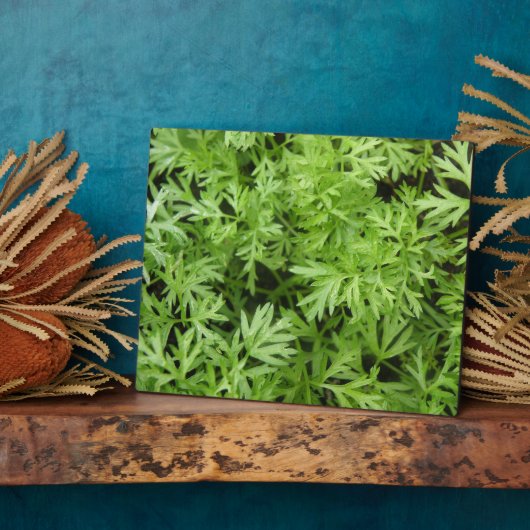 Plaque Carrot Tops (Côté)