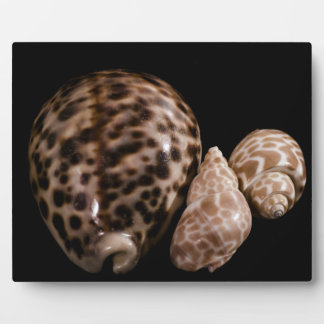 Plaque Cowrie Cones
