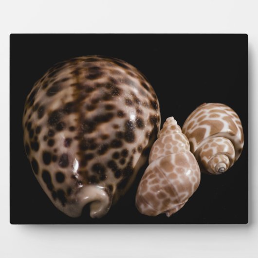 Plaque Cowrie Cones (Devant)