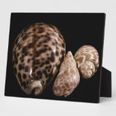 Plaque Cowrie Cones (Côté)