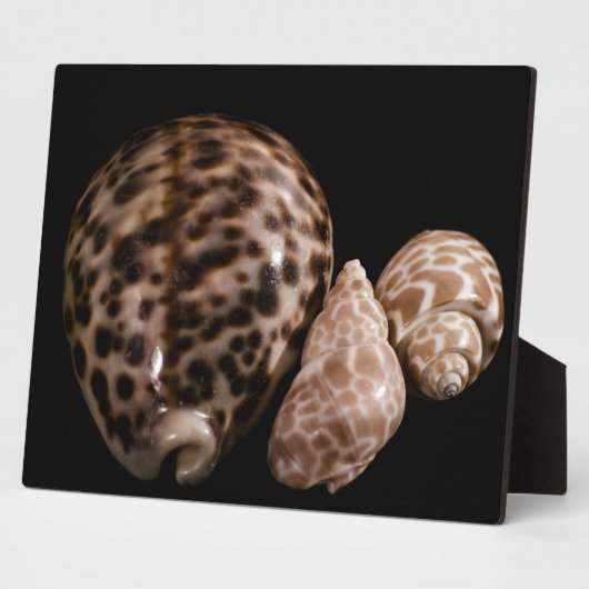 Plaque Cowrie Cones (Côté)