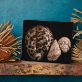 Plaque Cowrie Cones (Côté)