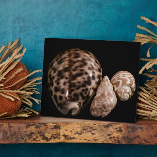 Plaque Cowrie Cones (Côté)