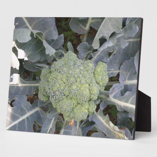 Plaque de Broccoli (Côté)