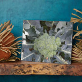 Plaque de Broccoli (Côté)