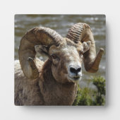 Plaque de bureau Bighorn Sheep (Devant)