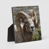 Plaque de bureau Bighorn Sheep (Recto)