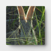 Plaque de bureau Mountain Cottontail (Devant)