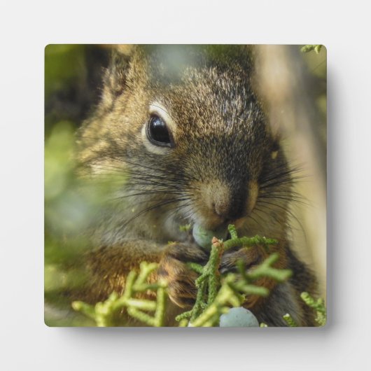 Plaque de bureau Rock Squirrel (Devant)