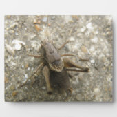 Plaque de cricket Brown (Devant)