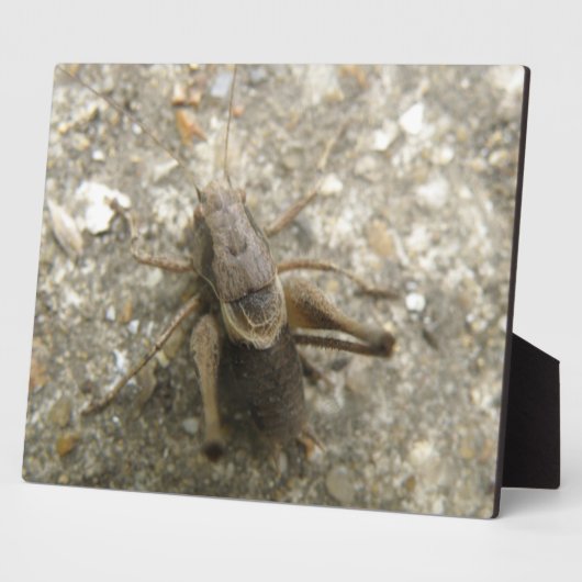 Plaque de cricket Brown (Côté)