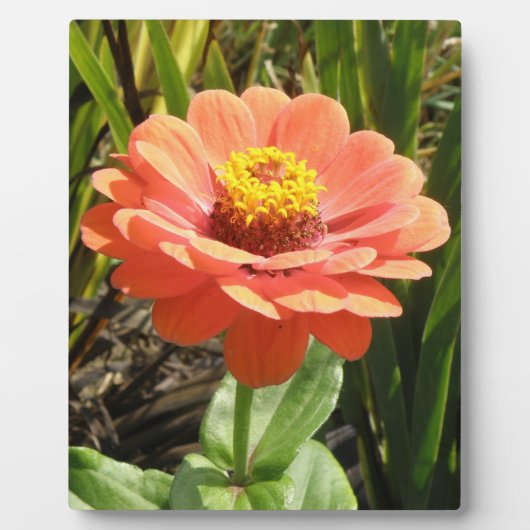 Plaque de fleurs d'Orange Zinnia (Devant)
