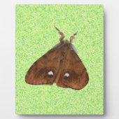 Plaque de la Moth Vapourer (Devant)