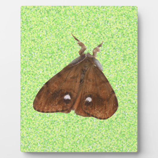 Plaque de la Moth Vapourer (Devant)