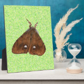 Plaque de la Moth Vapourer (Côté)