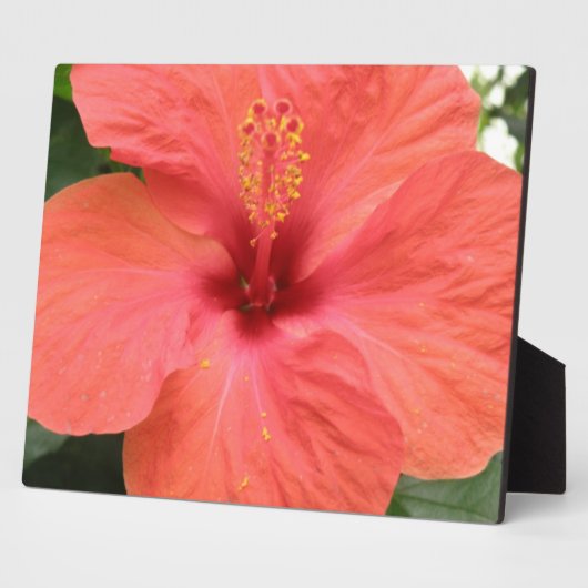 Plaque de macro orange Hibiscus Fleur (Côté)