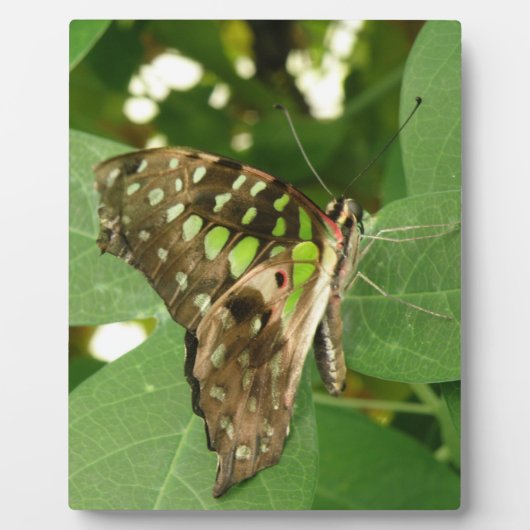 Plaque de papillon vert Iridescente tropicale (Devant)