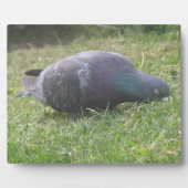 Plaque de pigeon dormant (Devant)