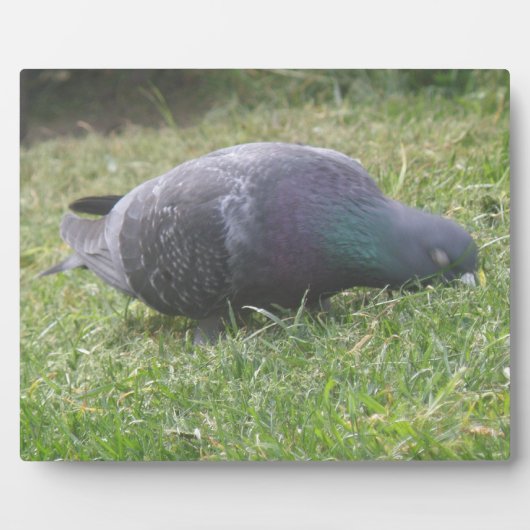 Plaque de pigeon dormant (Devant)
