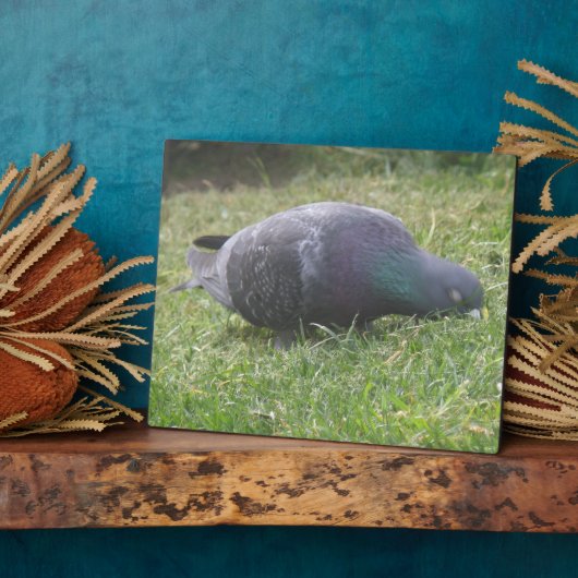 Plaque de pigeon dormant (Côté)