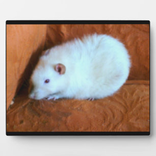 Plaque de rat blanc de boule de neige