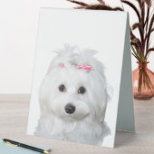 Plaque De Table Blanc Maltais Tender Sweetty Étiquette (En SItu (Tableau))