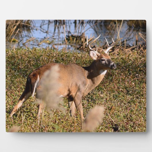 Plaque de table blanche Buck avec de l'Easel (Devant)