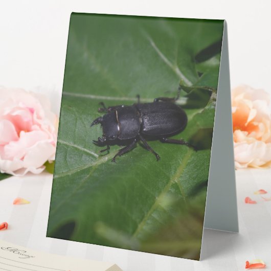 Plaque De Table Dorcus parallelipipedus, le moindre dendroctone du (In SItu (Mariage))