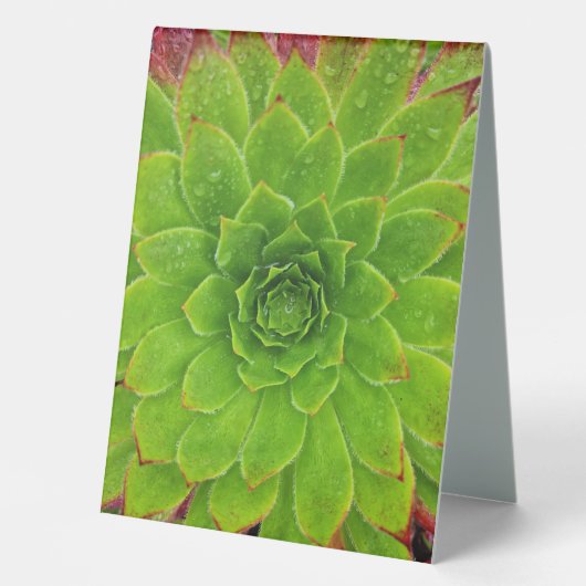 Plaque De Table Plante Lover Aeonium Magie (Recto)
