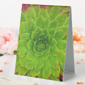 Plaque De Table Plante Lover Aeonium Magie (In SItu (Mariage))