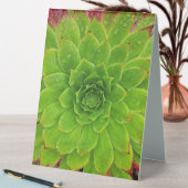 Plaque De Table Plante Lover Aeonium Magie (En SItu (Tableau))